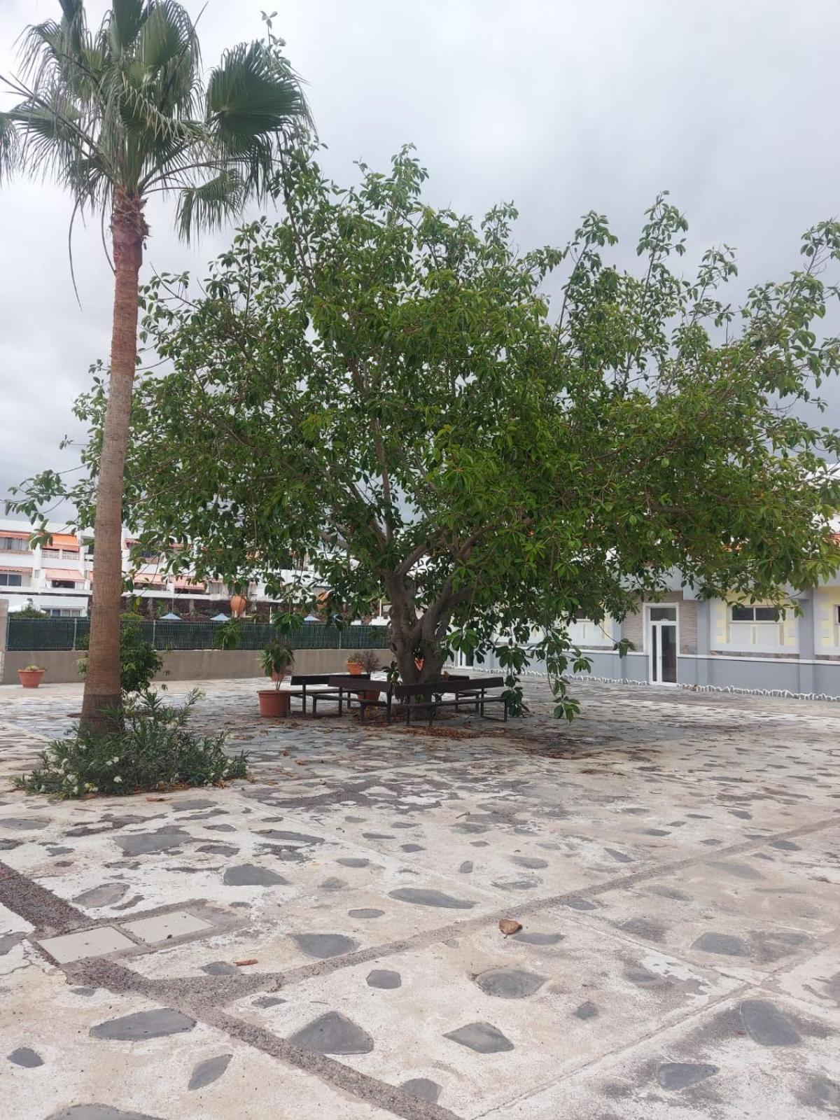 Casa Papagayo Apartment Arona  Exterior photo